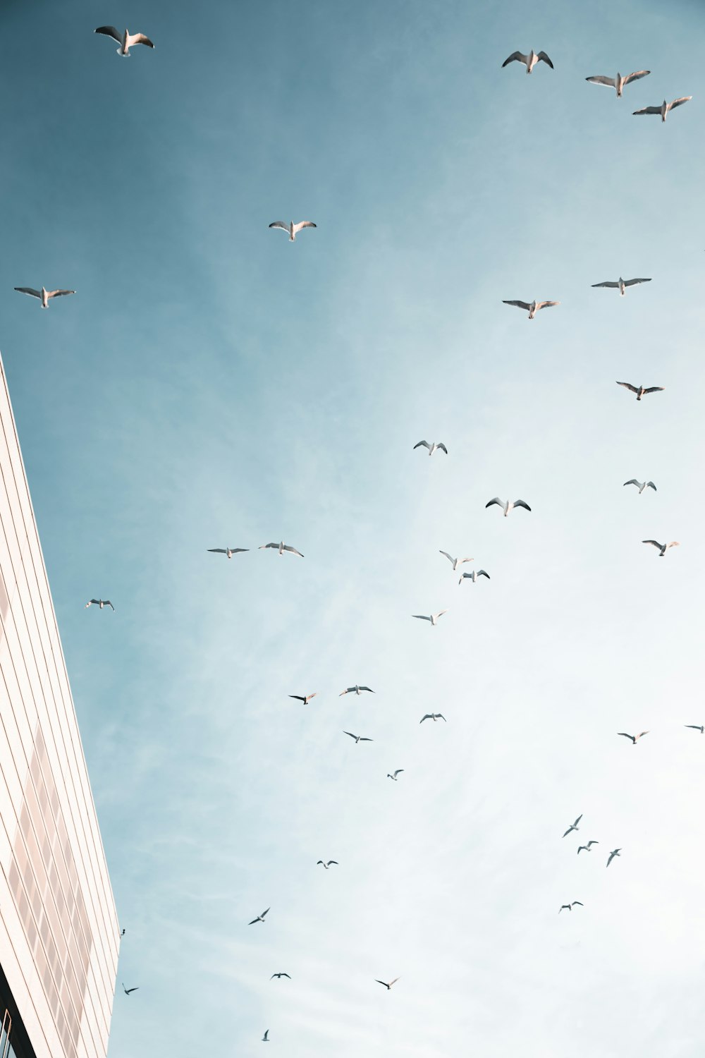 a flock of birds flying over a tall building