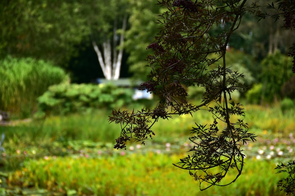 a pond filled with lots of green plants next to a forest