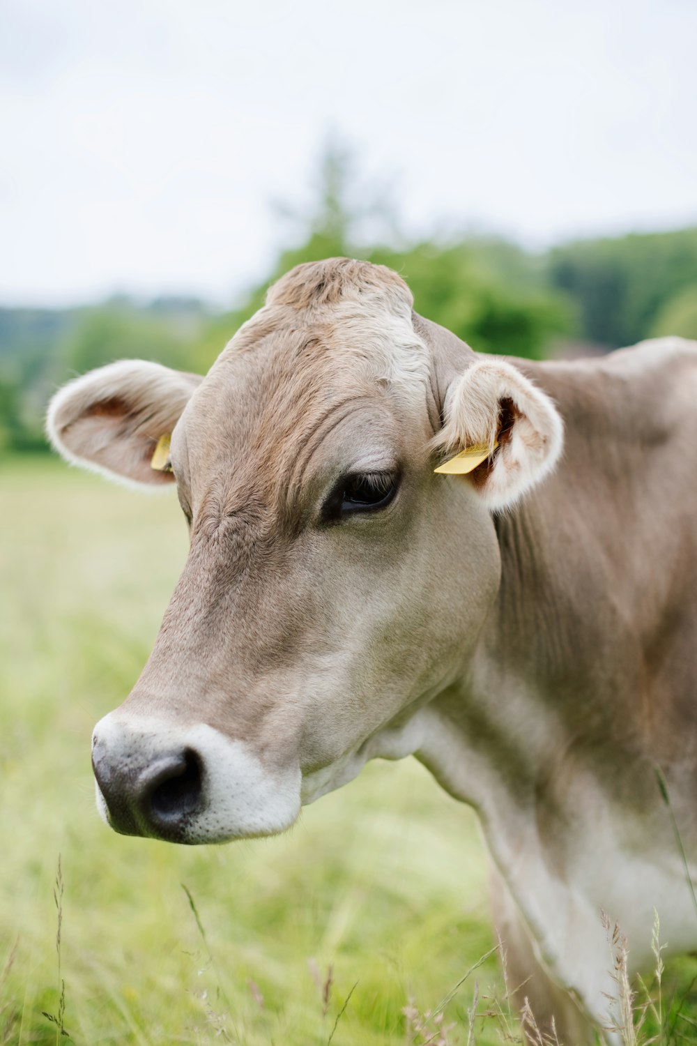 a brown and white cow standing on top of a lush green field