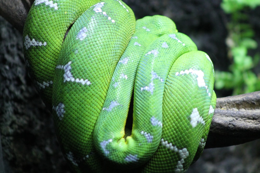 a green snake wrapped around a tree branch