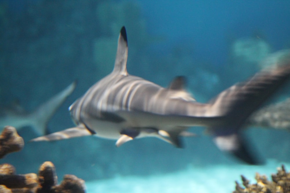 a shark swimming in the water near a coral reef