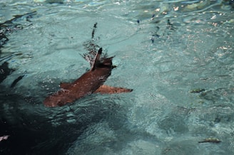 A shark swims in clear, blue-green water with its fin and tail visible above the surface. The sunlight creates ripples and reflections on the water, highlighting the motion and fluidity of the scene.