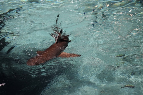 A shark swims in clear, blue-green water with its fin and tail visible above the surface. The sunlight creates ripples and reflections on the water, highlighting the motion and fluidity of the scene.