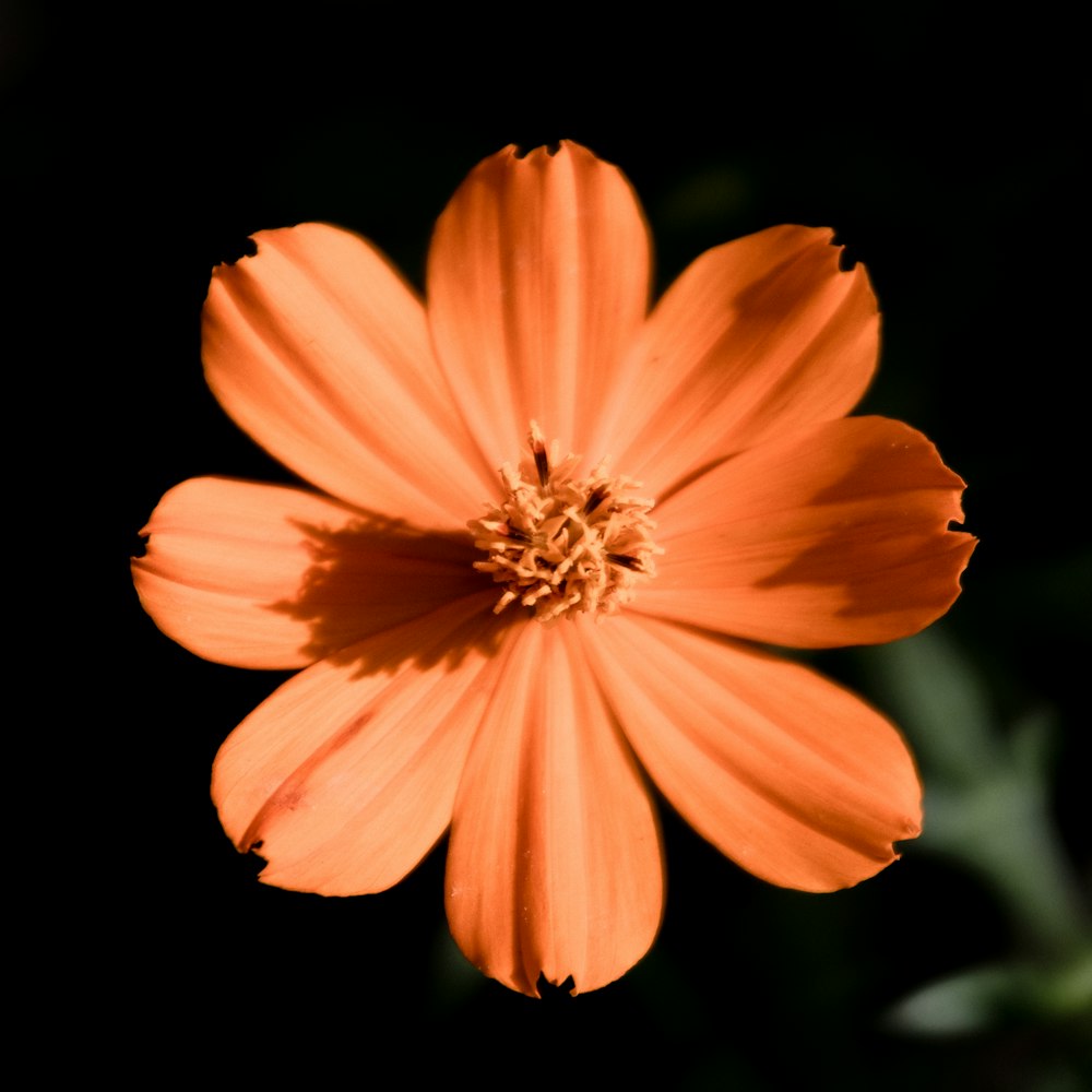 an orange flower with a black background