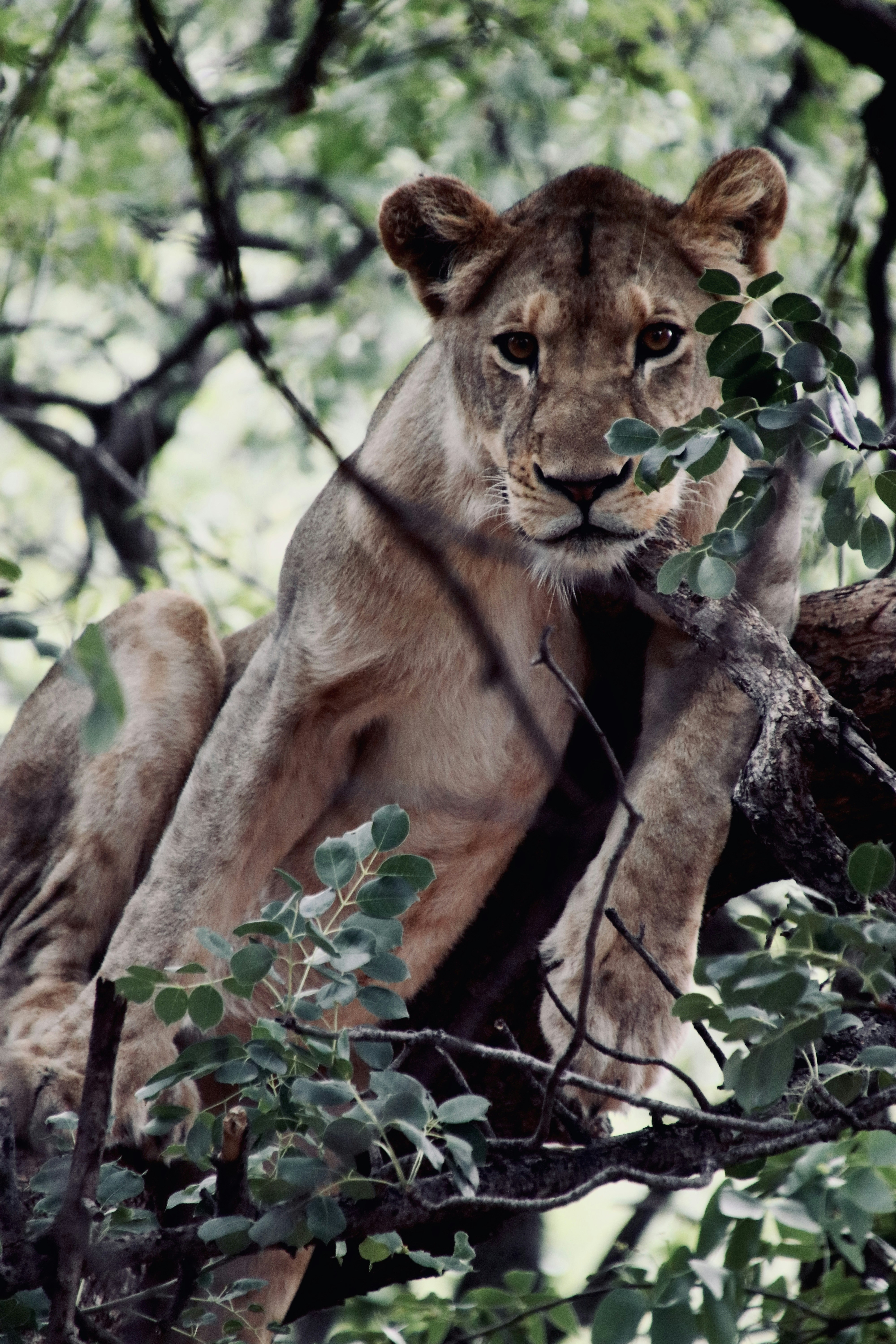 Photo by bernardlammerding