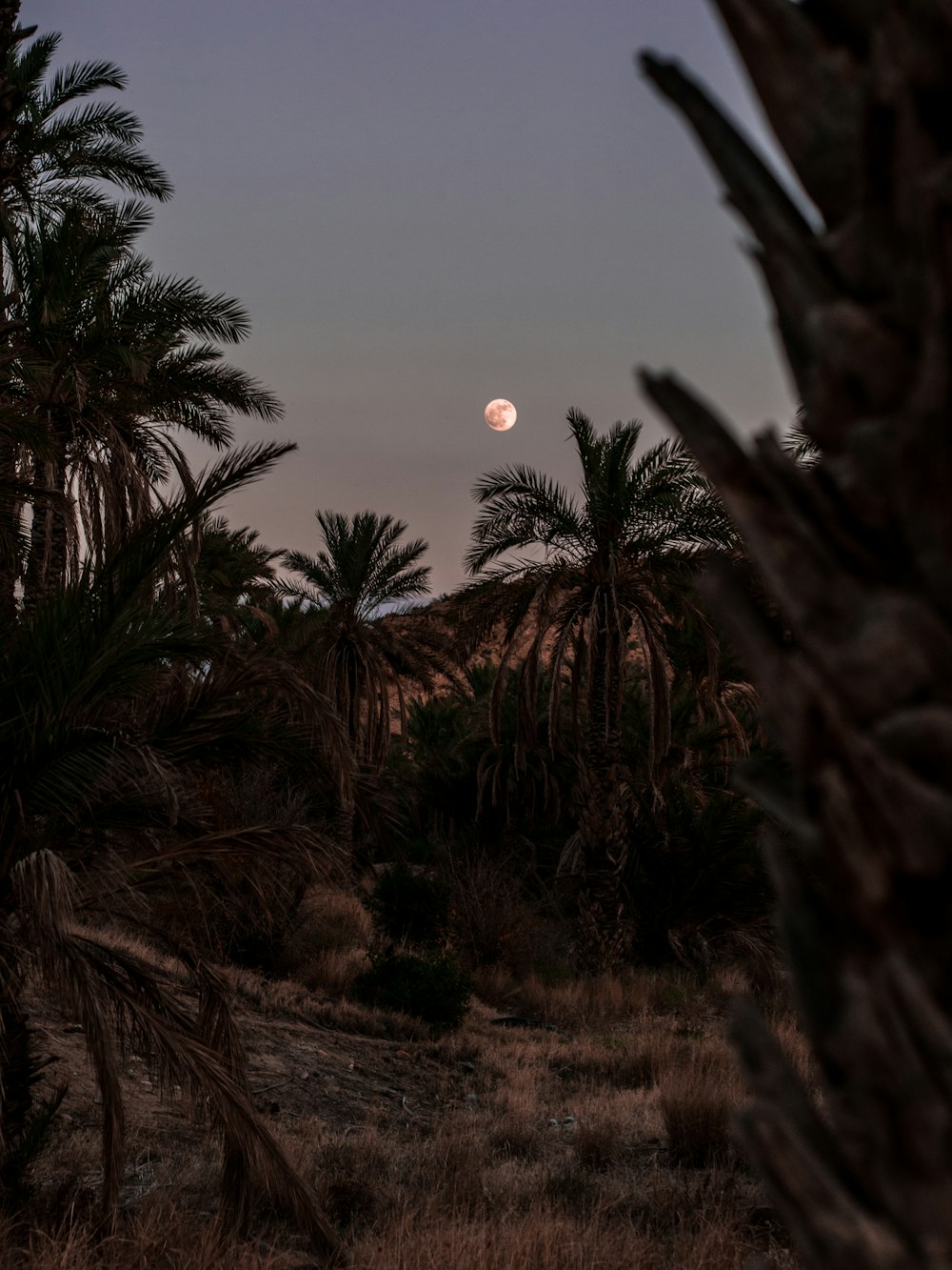 a full moon is seen in the distance behind palm trees