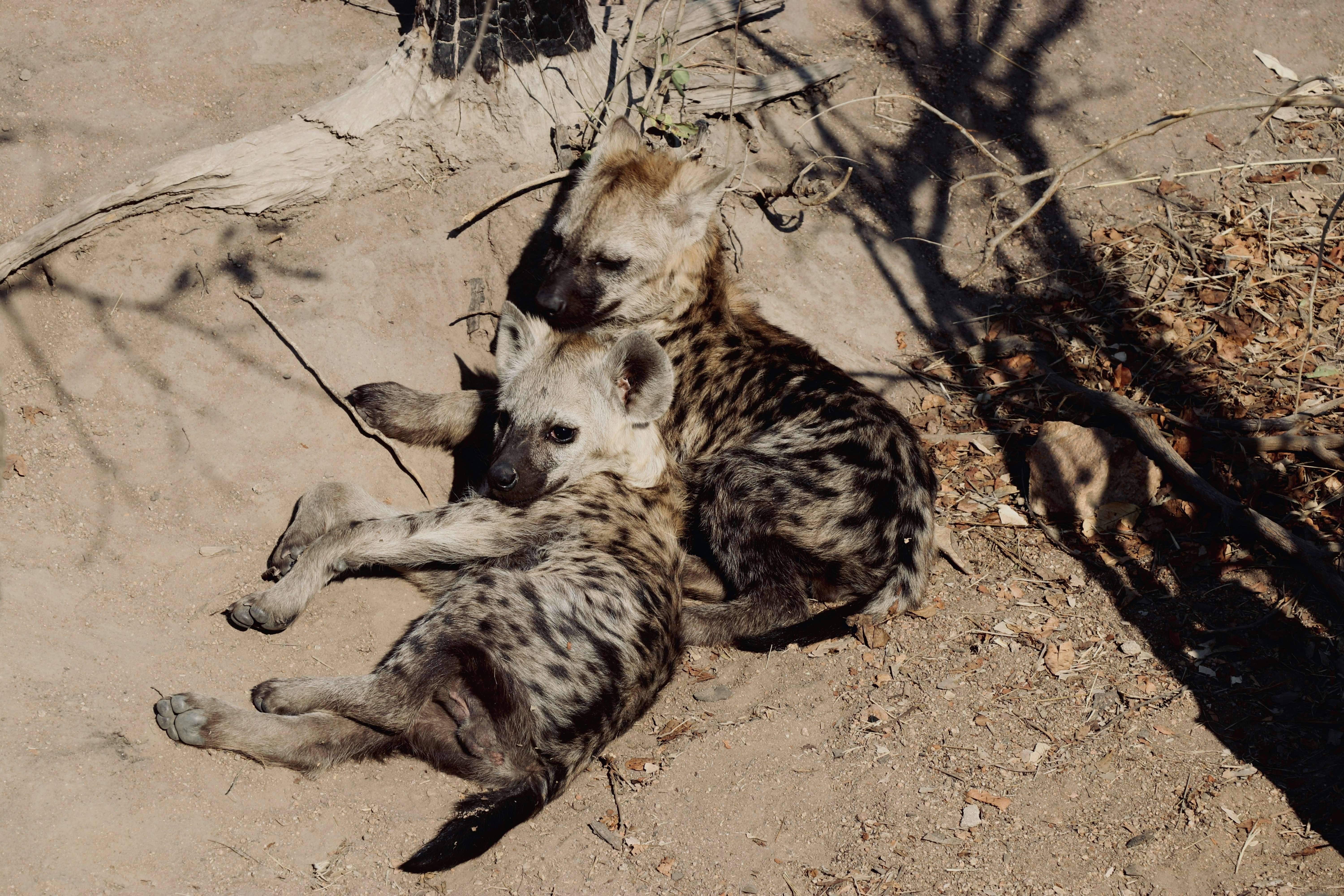 Photo by bernardlammerding