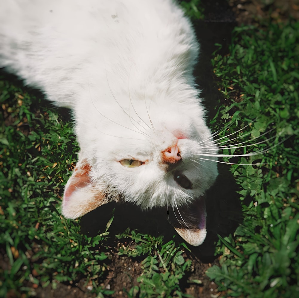 a white cat laying on top of a lush green field