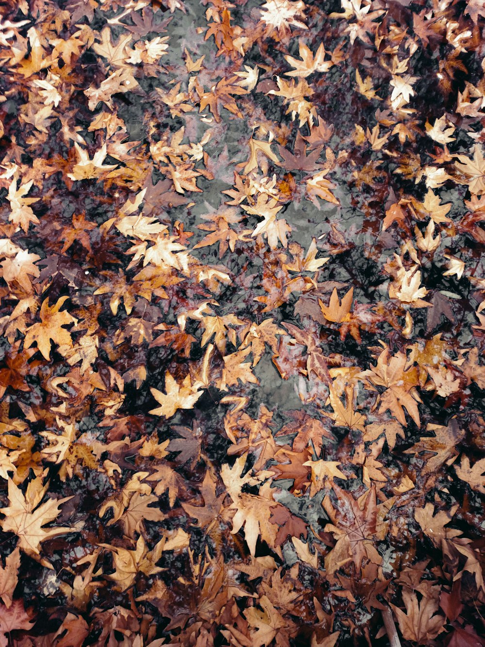 a bunch of leaves that are on the ground