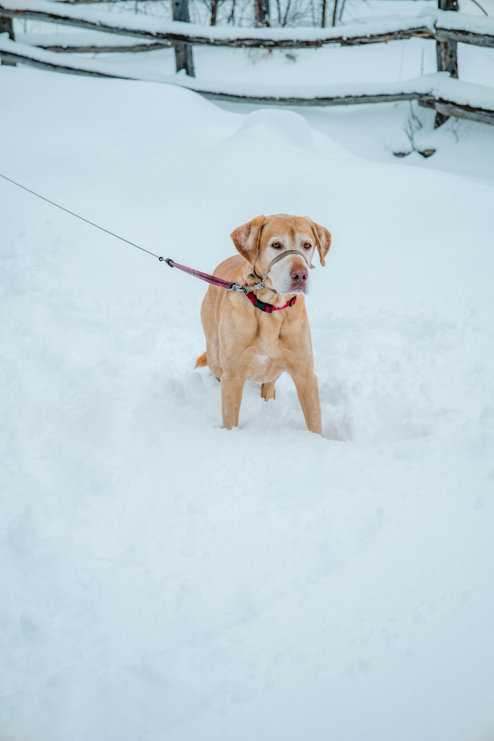 a dog on a leash in the snow