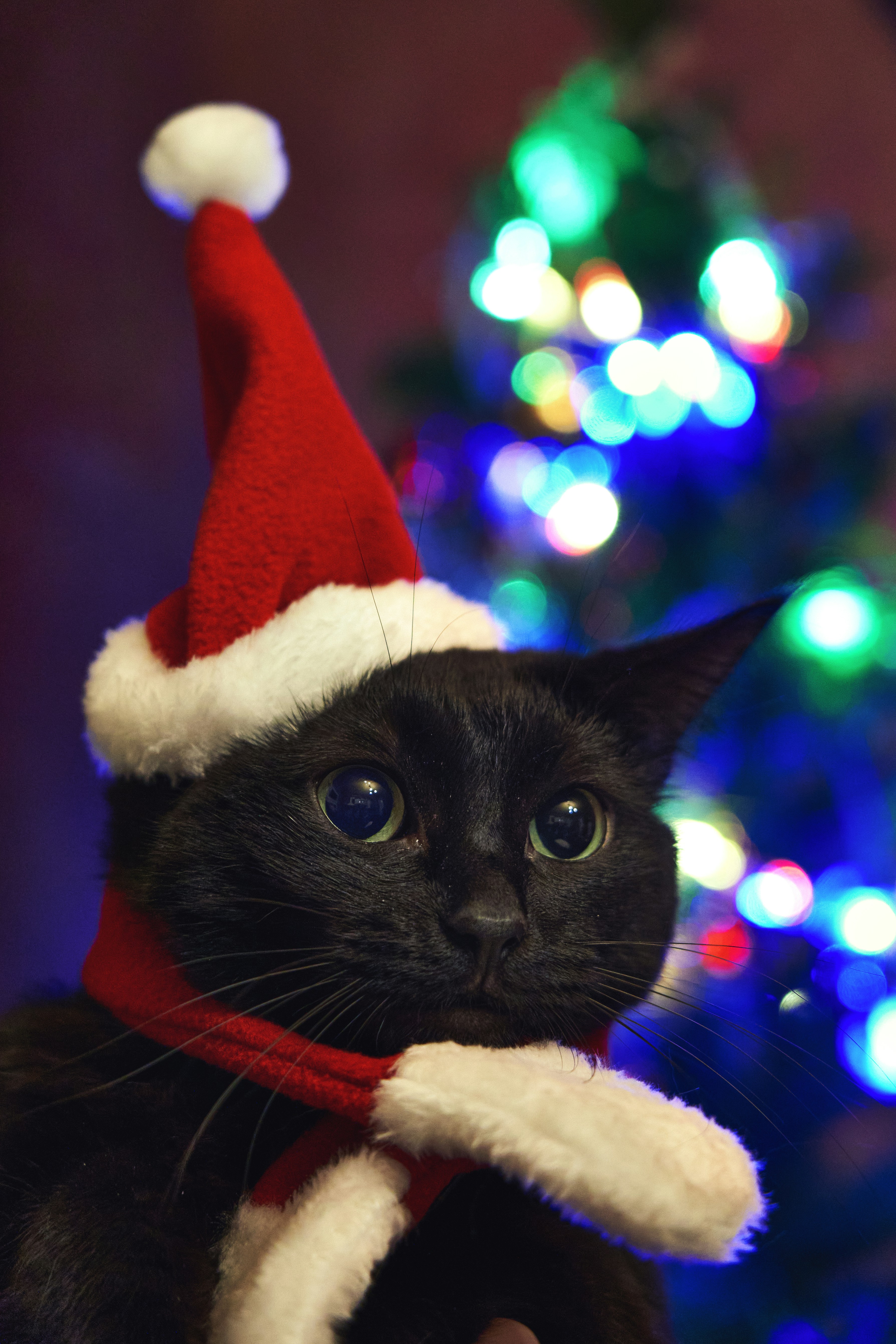 Un gato negro con sombrero de Santa Claus y bufanda foto – Imagen de Gato  gratuita en Unsplash, image size:3000x4500