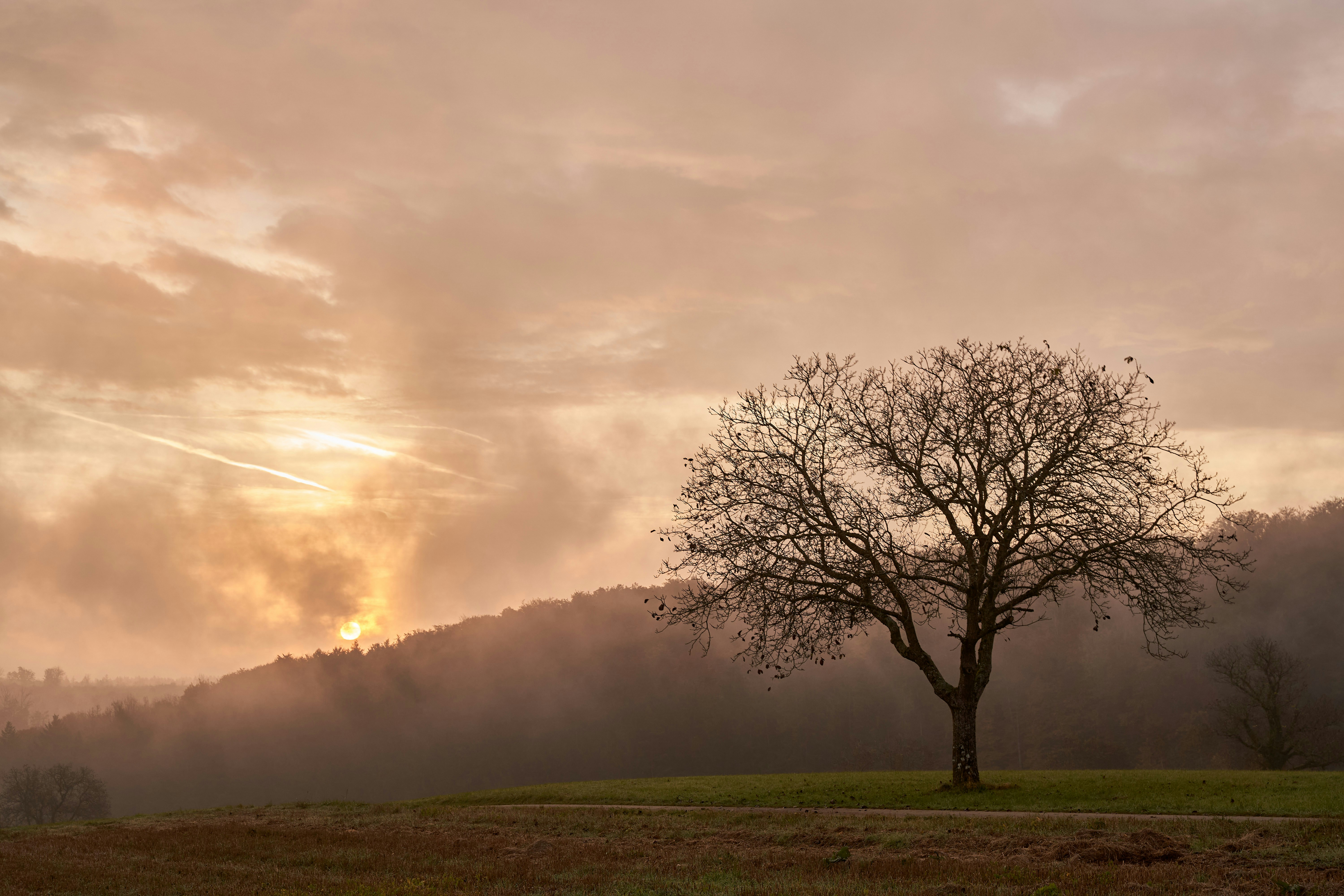 Photo by wolfgang_hasselmann