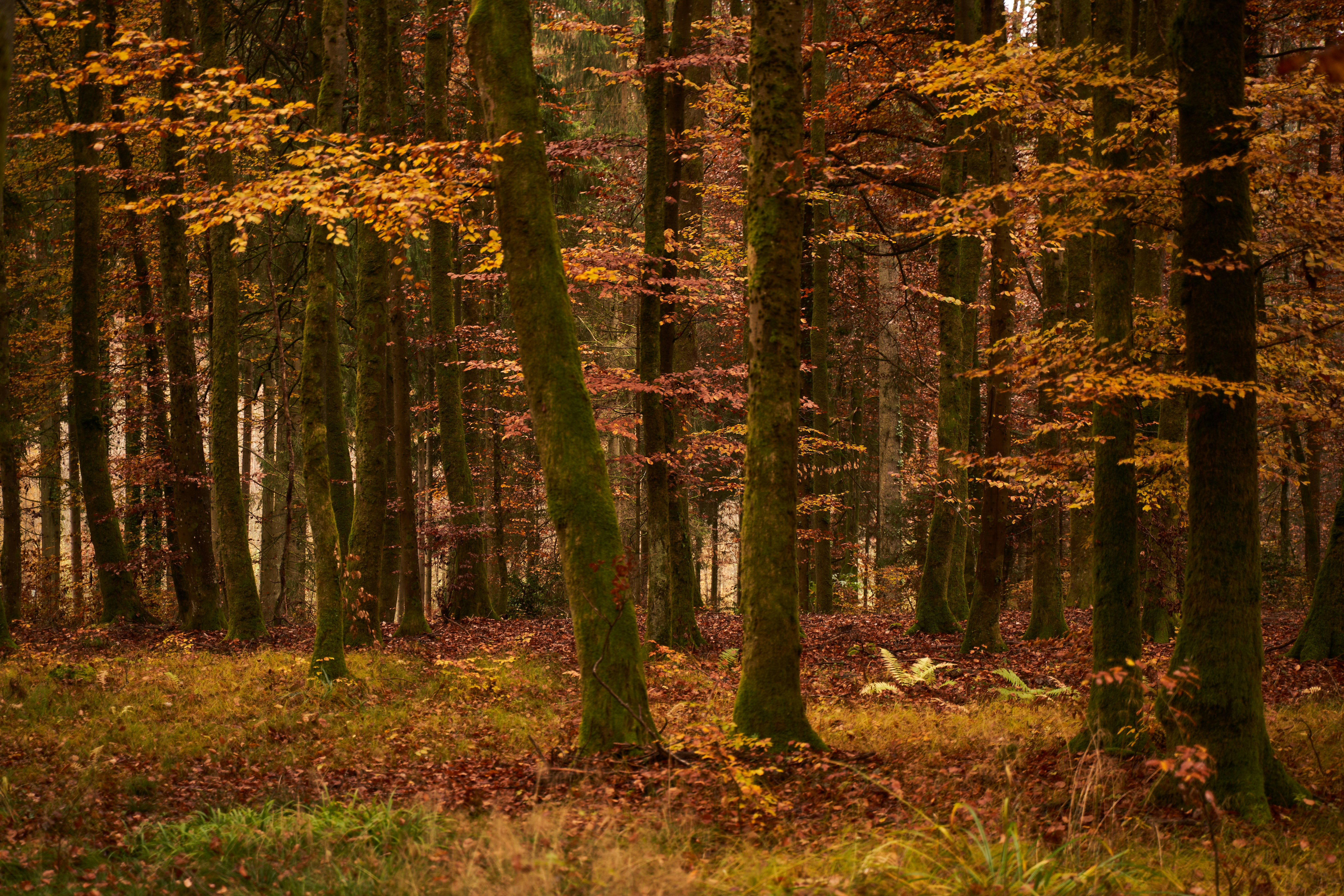 Photo by wolfgang_hasselmann