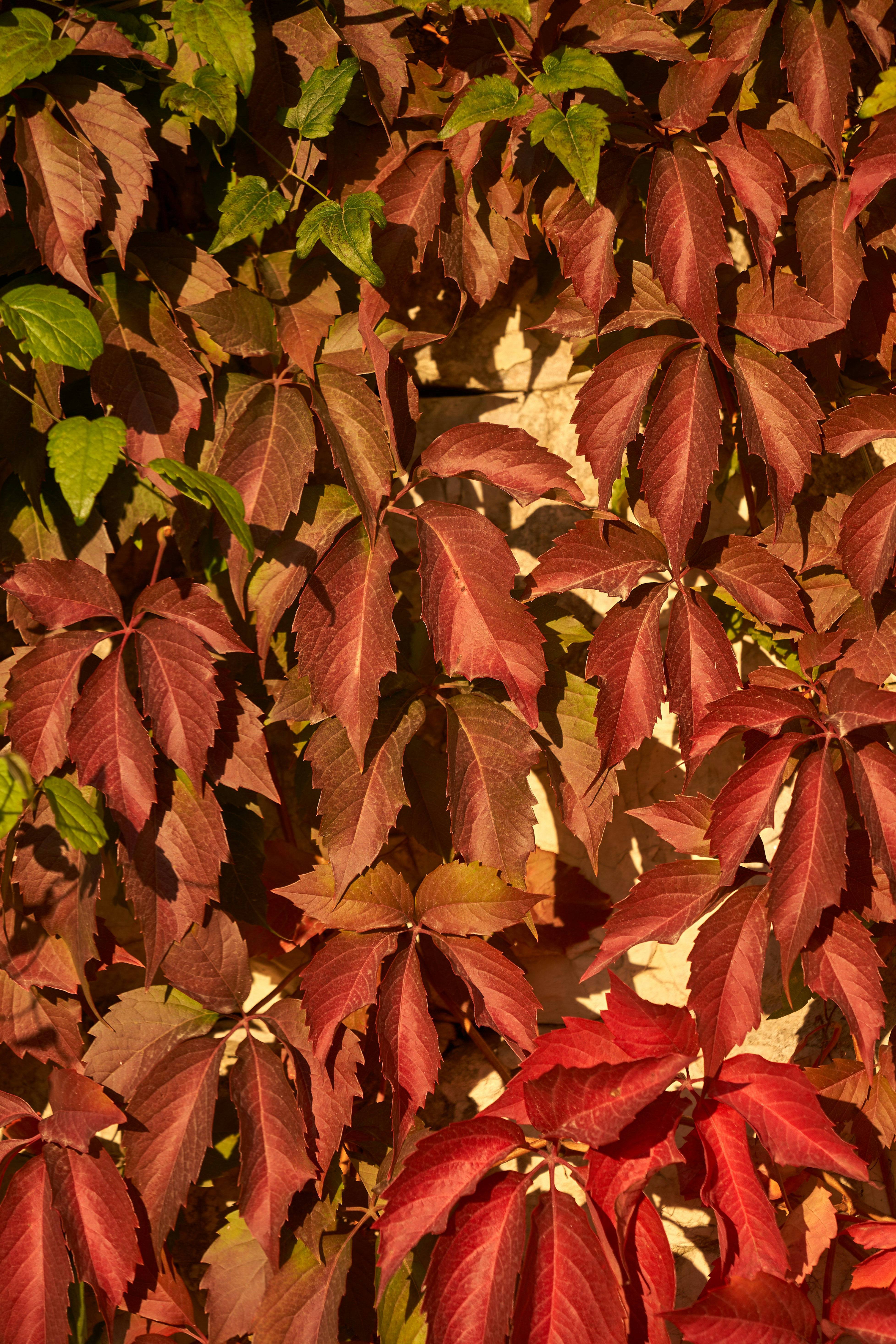 Photo by wolfgang_hasselmann