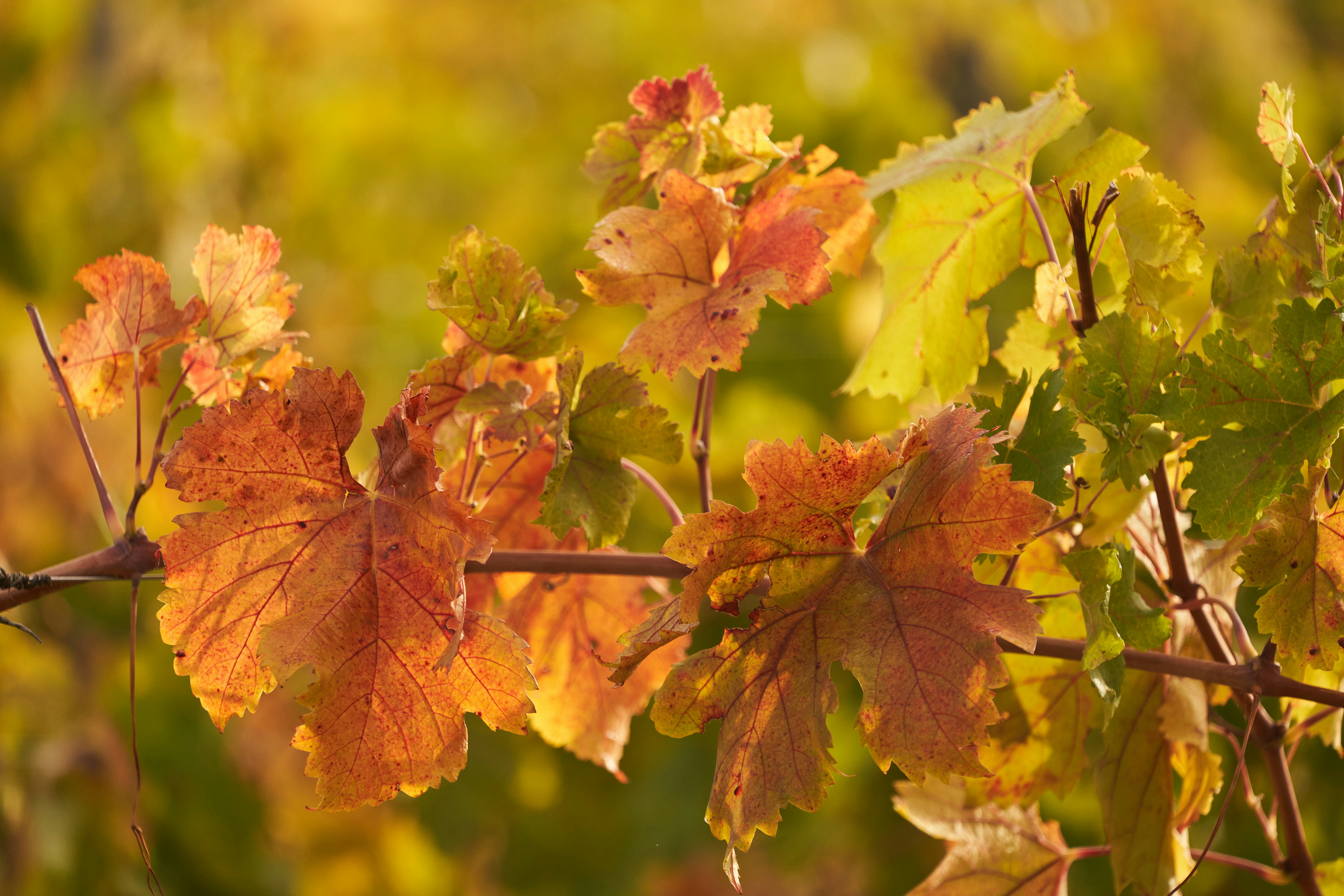 Image by Wolfgang Hasselmann via Unsplash