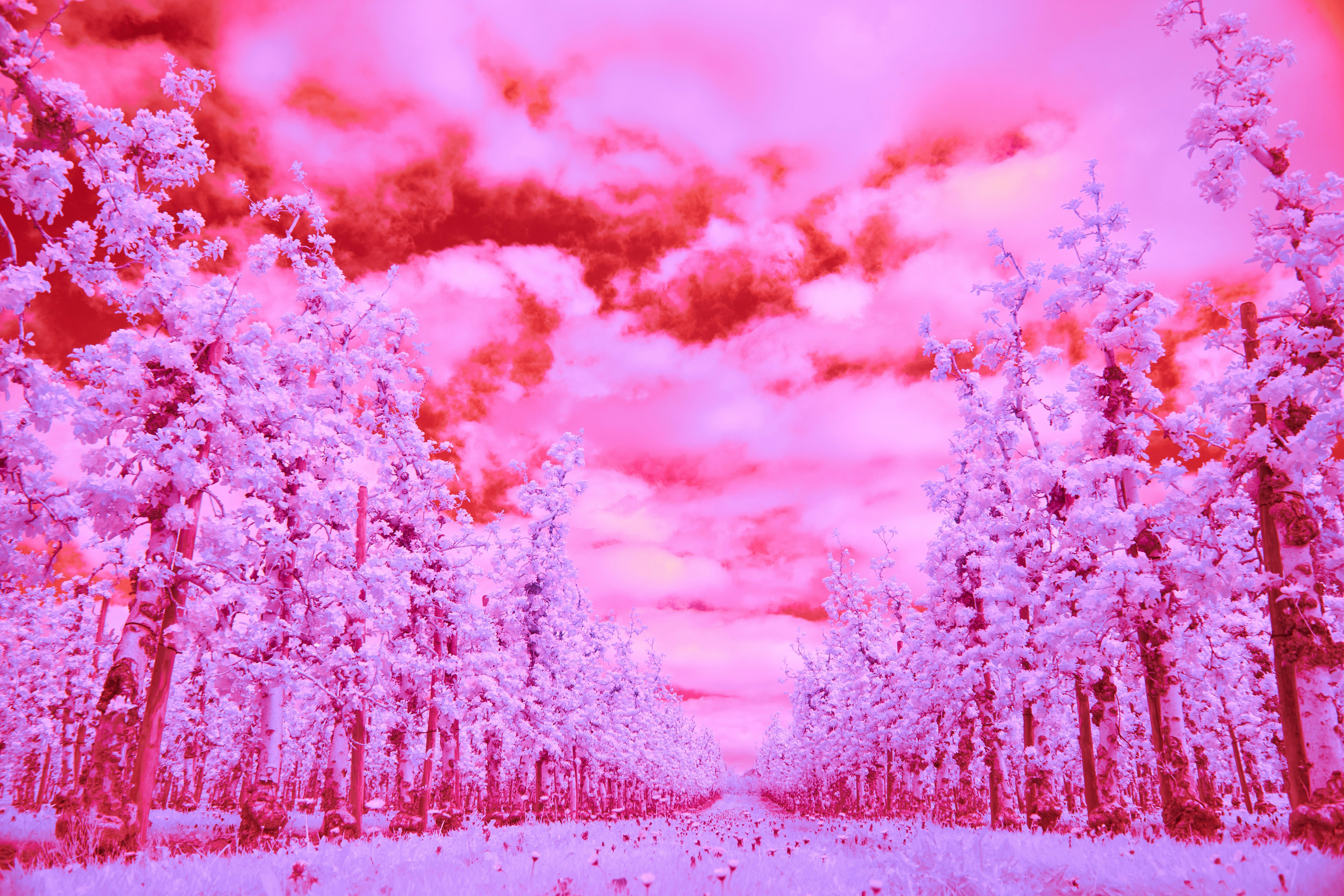 Photo by wolfgang_hasselmann