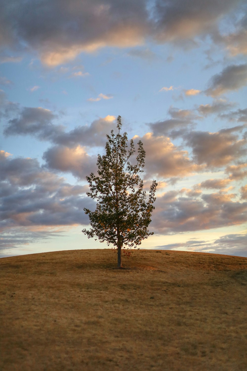 a lone tree on a grassy hill under a cloudy sky