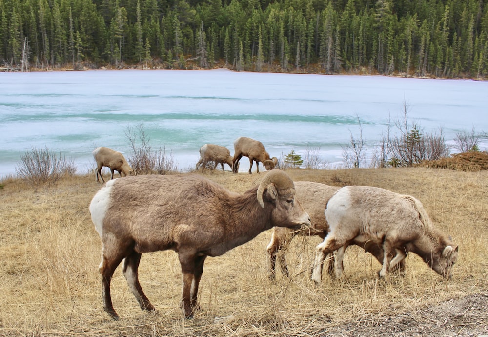 a herd of sheep grazing on dry grass next to a lake