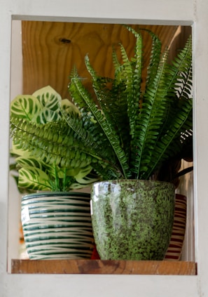 A rustic terracotta pot filled with vibrant green ferns on a wooden shelf.