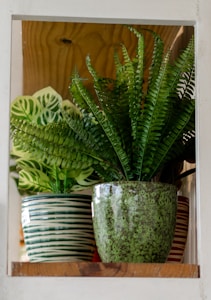 Ceramic Planters