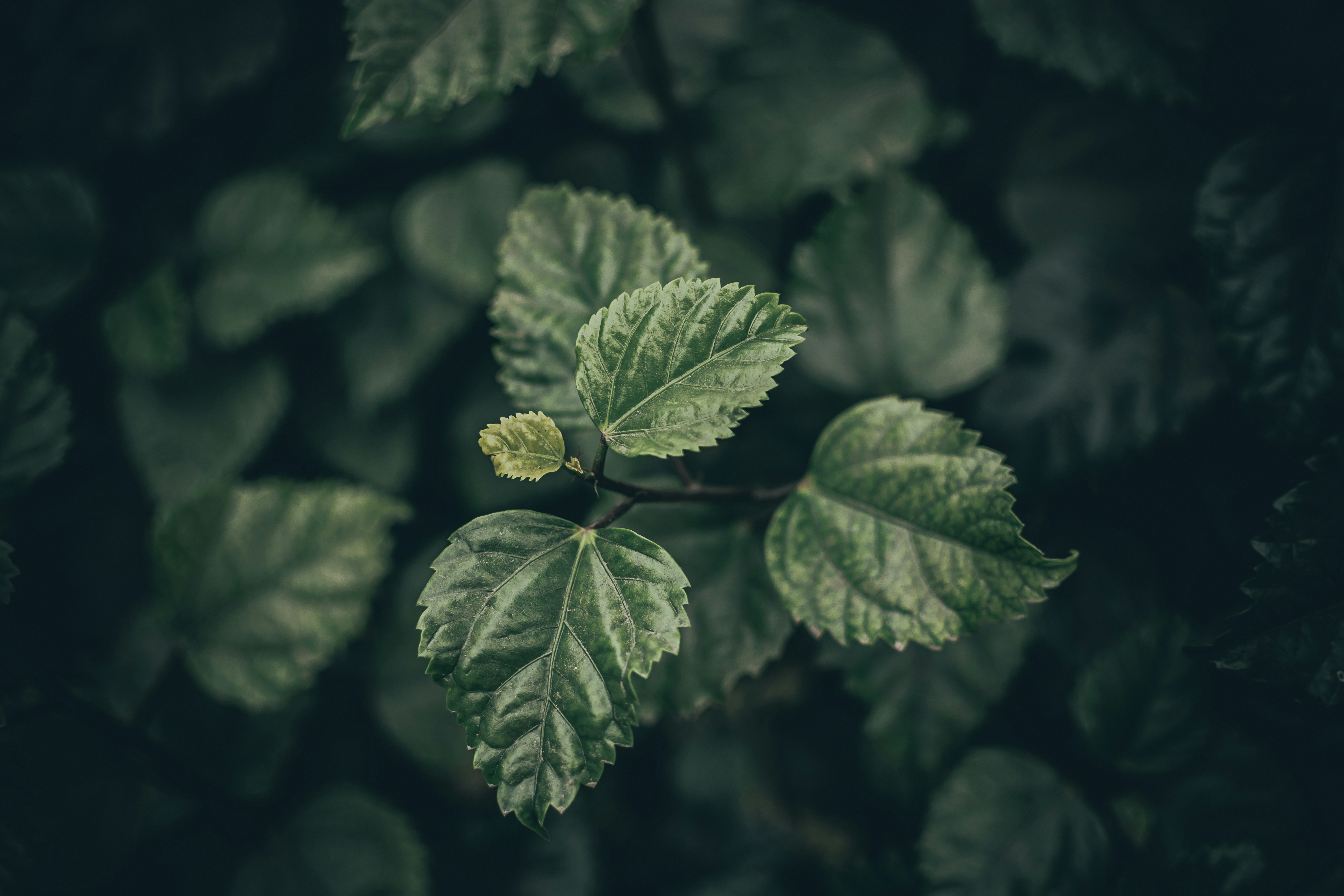 Photo by pramodtiwari