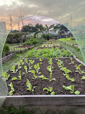 Rows of young lettuce plants grow in an organized garden bed. The garden is surrounded by other similar beds filled with various leafy greens. A protective plastic sheet arches over the nearest bed. In the background, trees and a mural can be seen against a sunset sky.