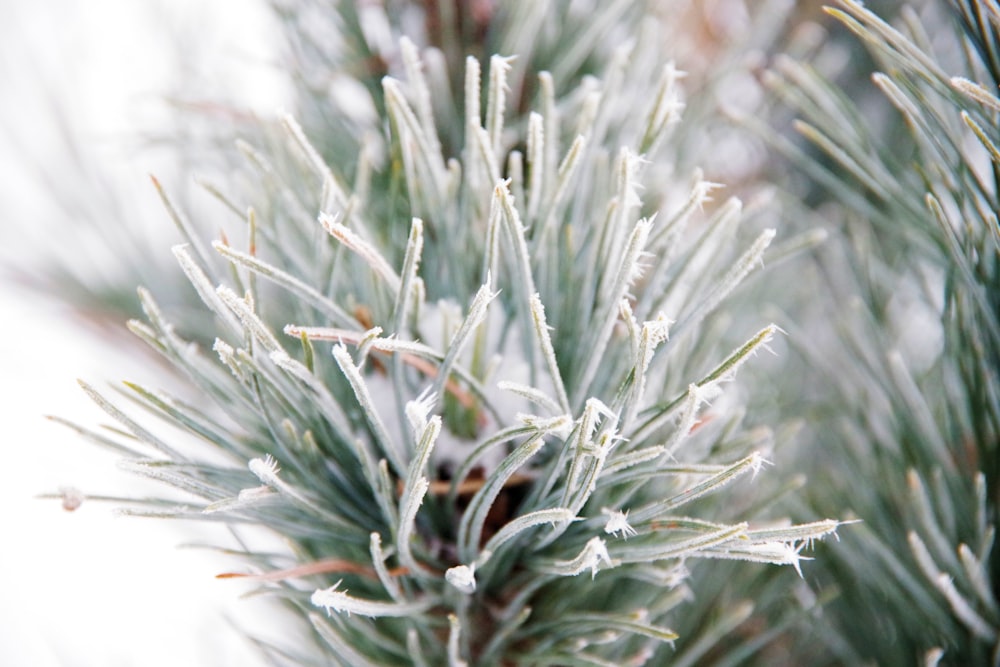 a close up of a pine tree with ice on it