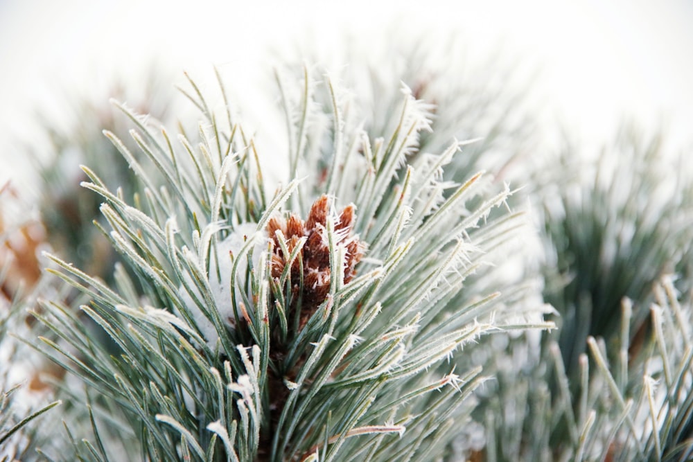 a close up of a pine tree with snow on it