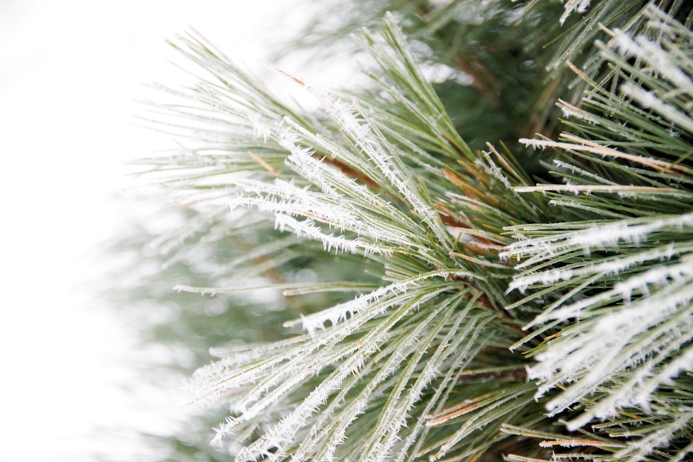 a close up of a pine tree with snow on it