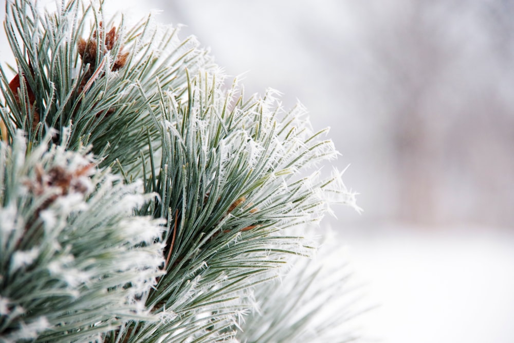 a close up of a pine tree with snow on it