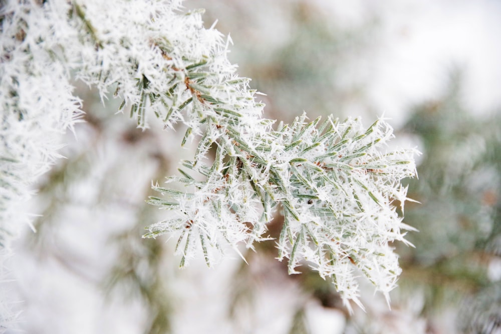 a close up of a tree branch with snow on it