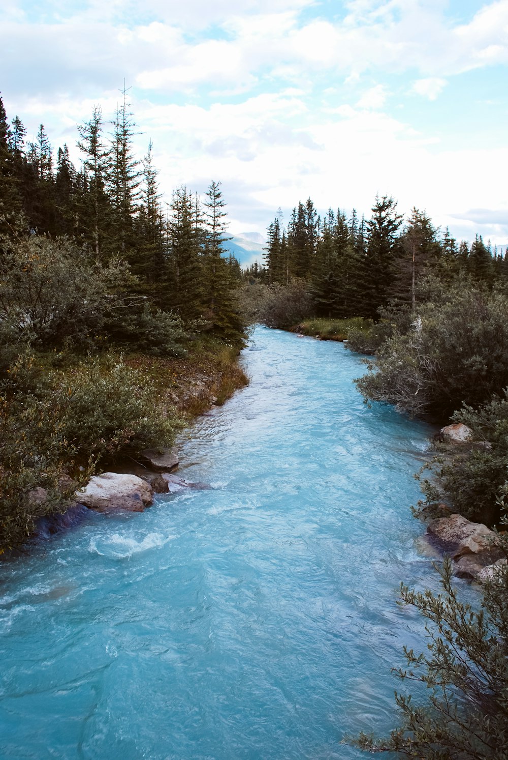 a river running through a lush green forest