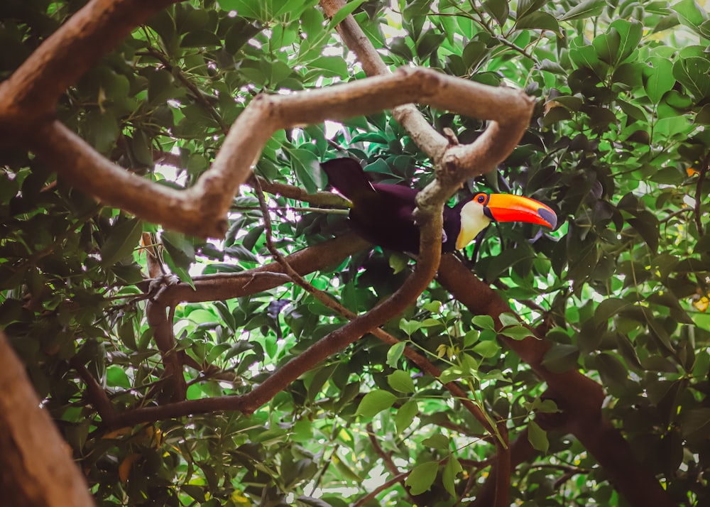 a toucan sitting on a branch in a tree