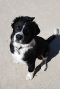 A black and white dog with a shiny coat sits attentively on a concrete surface, looking up with a curious expression. The dog is wearing a collar with a tag.