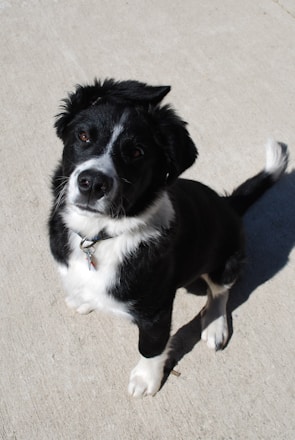 A black and white dog with a shiny coat sits attentively on a concrete surface, looking up with a curious expression. The dog is wearing a collar with a tag.