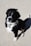 A black and white dog with a shiny coat sits attentively on a concrete surface, looking up with a curious expression. The dog is wearing a collar with a tag.