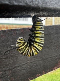 A close-up view of a Monarch caterpillar hanging upside down, preparing to form a chrysalis. The caterpillar's body is predominantly black and yellow, with distinctive striping patterns. It is attached to a dark surface, possibly wood, by a silk pad. The background features a partially blurred view of a building and greenery.