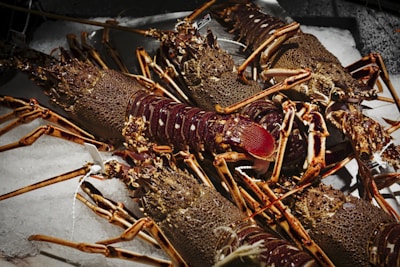 Several lobsters are piled on a bed of ice, showcasing their detailed exoskeletons and long, spindly legs. The lobsters' textures and segmented bodies are highlighted under the lighting, which casts shadows across the ice.