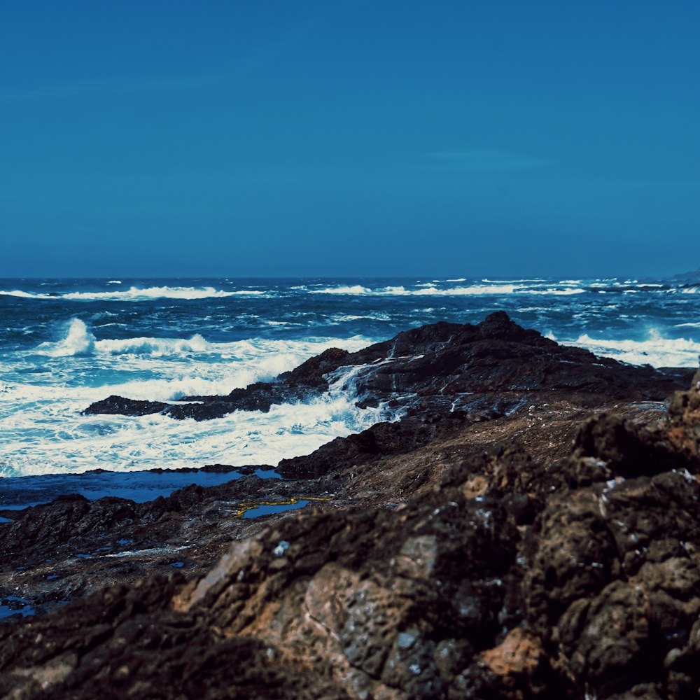 a bird is sitting on a rock near the ocean