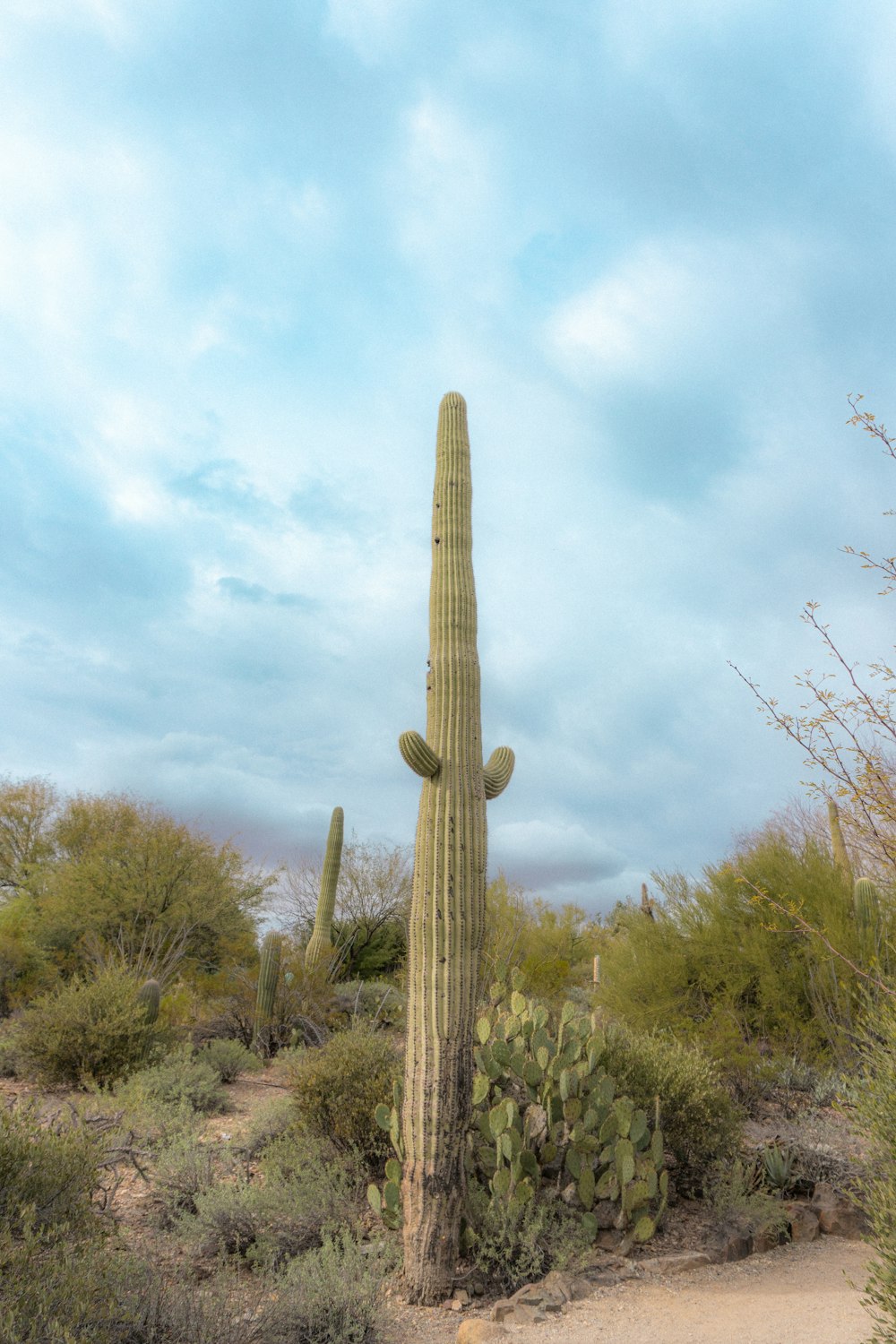 a large cactus in the middle of a desert