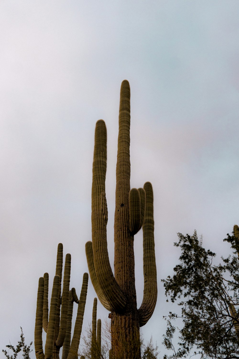 a large cactus with a sky background