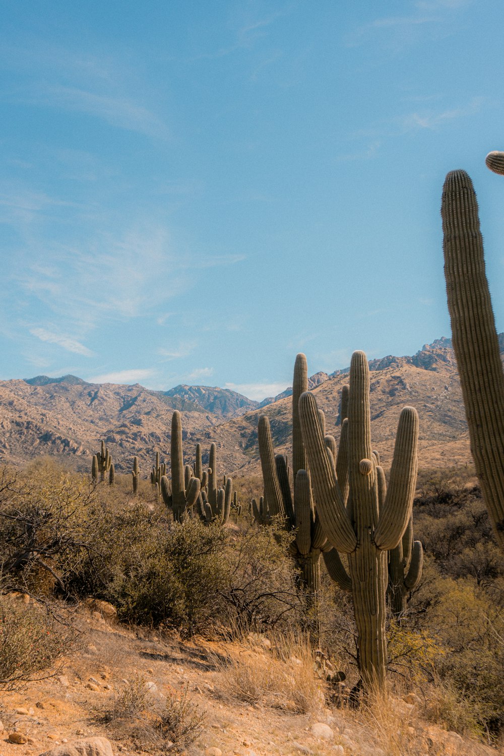 a large cactus with mountains in the background