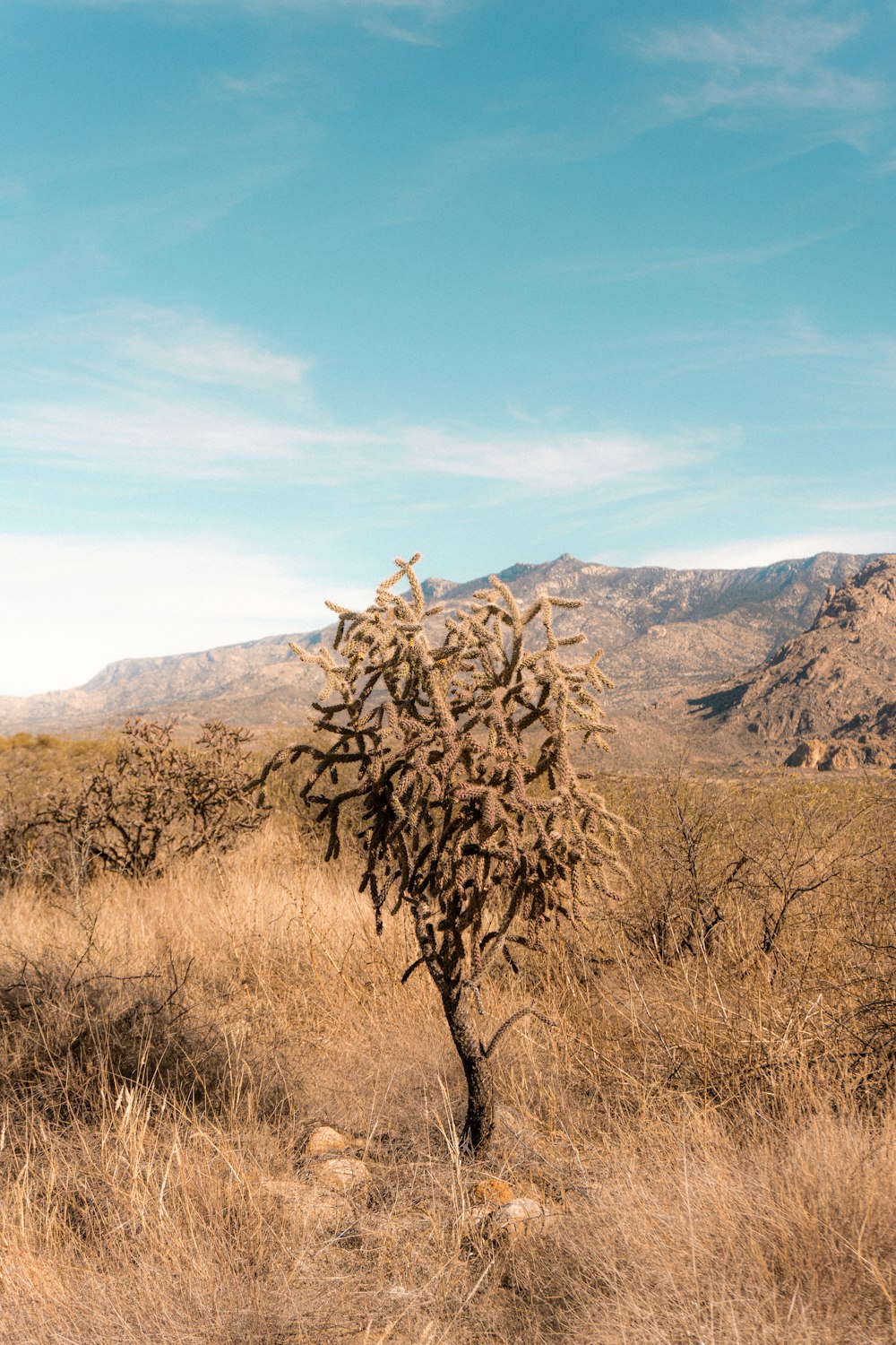 a tree in a field with mountains in the background