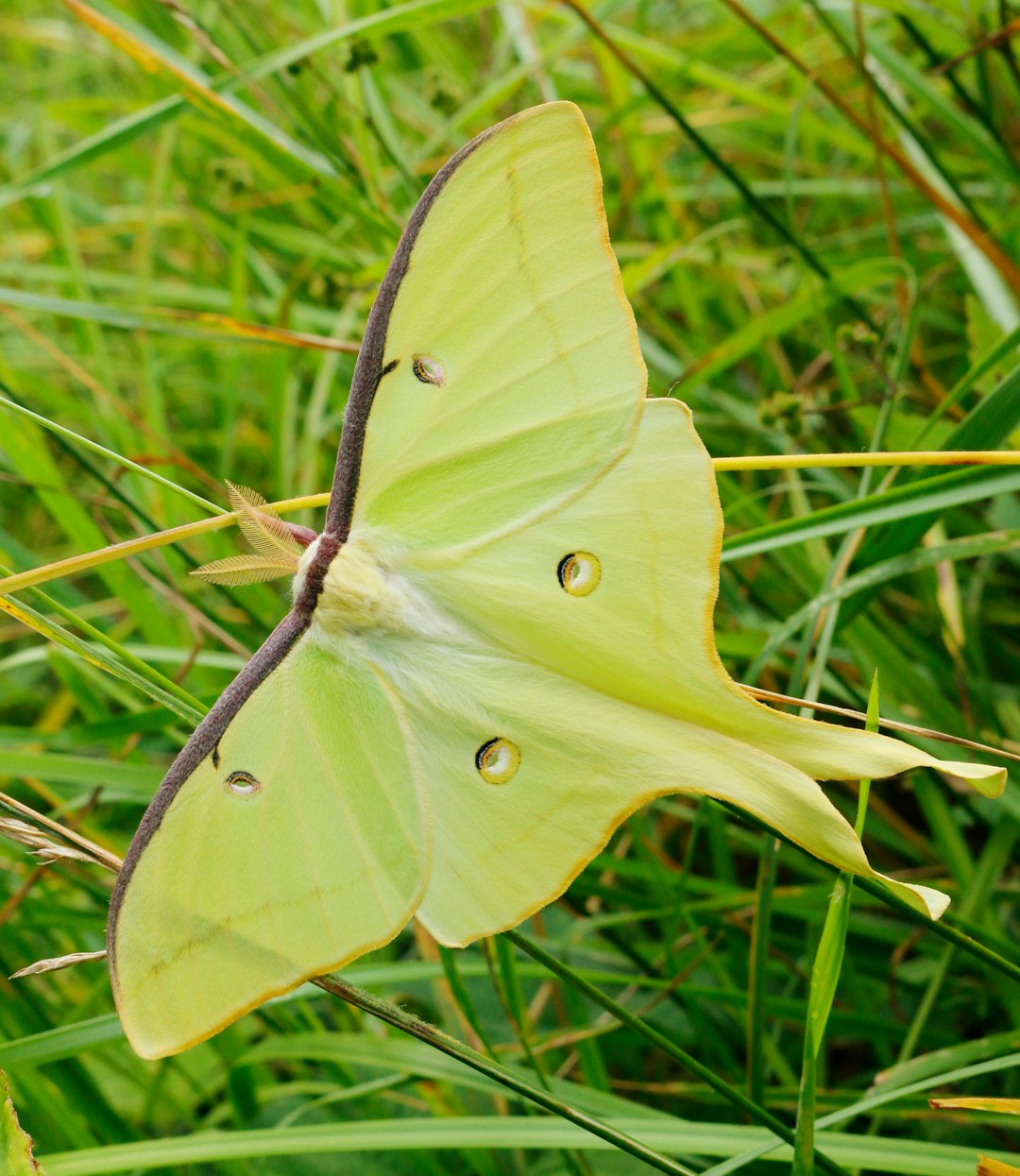 a yellow butterfly sitting on top of a lush green field
