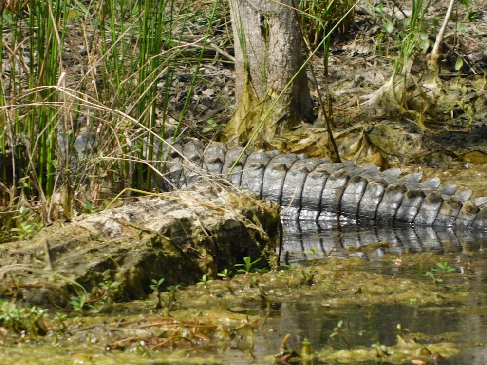 a large alligator laying on top of a lush green field