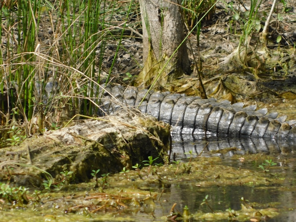 un grand alligator couché au sommet d’un champ verdoyant