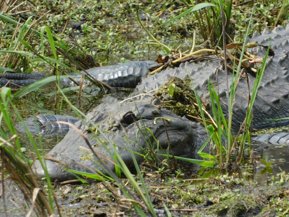 a large alligator laying in a body of water