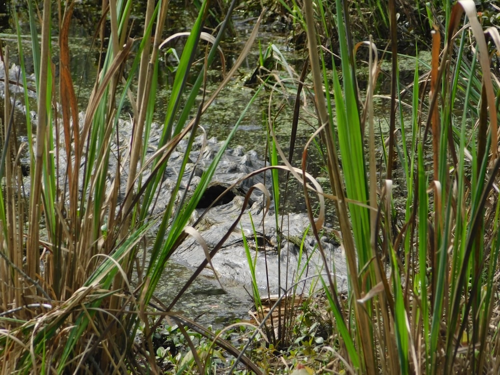 a small alligator is sitting in the water