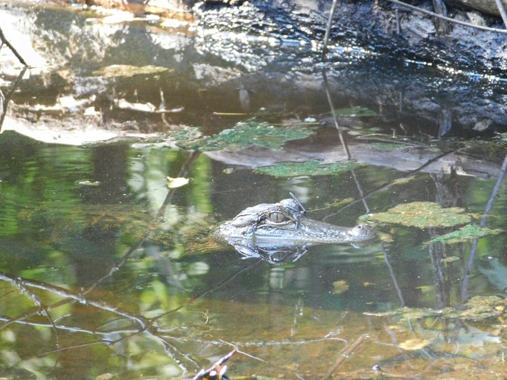 a frog that is sitting in the water