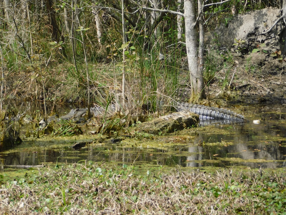 a large alligator laying on top of a lush green forest